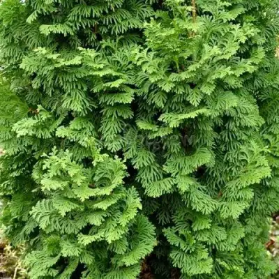 Туя СПИРАЛИС МИНИ западная в Полоцке