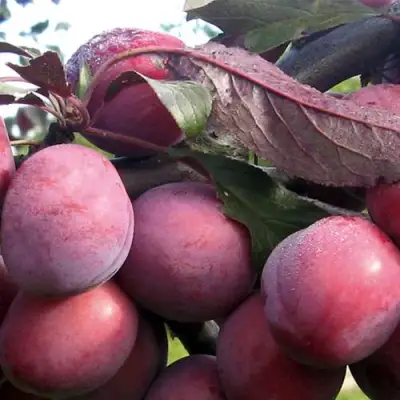 Слива ПАННА в Полоцке