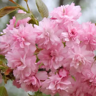 Сакура РОЗЕА ПЛЕНА в Полоцке