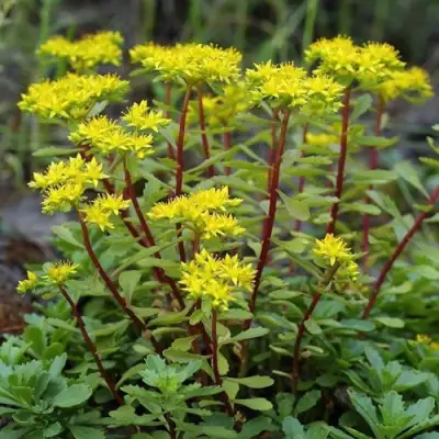 Очиток (седум) ИММЕРГРЮНХЕН в Полоцке