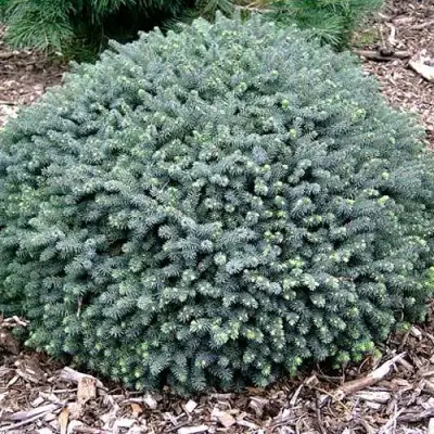 Ель ЭХИНИФОРМИС сизая в Полоцке