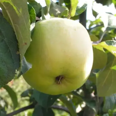 Яблоня АНТОНОВКА ОБЫКНОВЕННАЯ в Полоцке