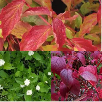 Комплект СЕВЕРНОЕ СИЯНИЕ в Полоцке