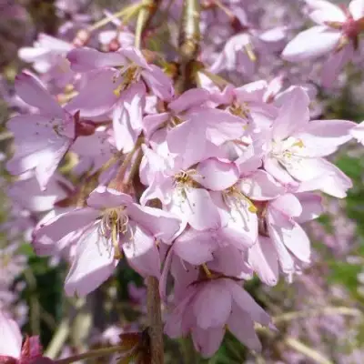 Сакура ПЕНДУЛА РУБРА в Полоцке