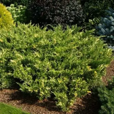 Можжевельник ВАРИЕГАТА казацкий  в Полоцке