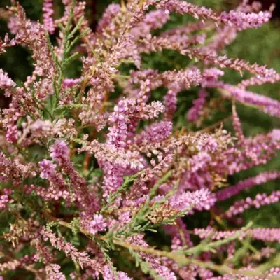 Тамарикс ПИНК КАСКАД в Полоцке