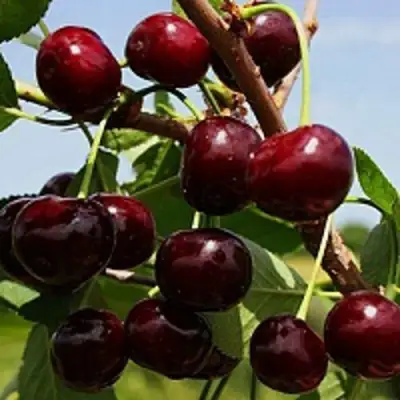 Вишня РОВЕСНИЦА в Полоцке