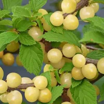 Вишня СНЕВИТ войлочная в Полоцке