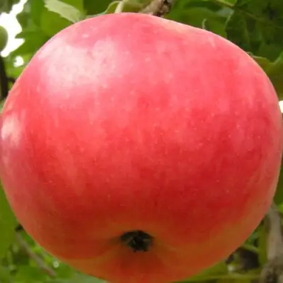 Яблоня СУЙСЛЕПСКОЕ (МАЛИНОВКА) в Полоцке