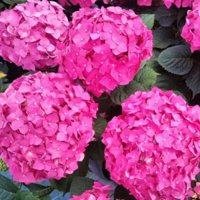 Гортензия ЭНДЛЕСС САММЕР ЛАВ крупнолистная в Полоцке