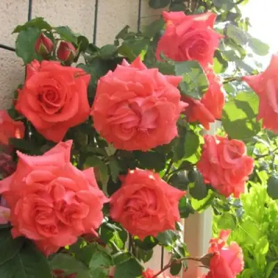 Роза ДИ ДИ БРИДЖУОТЕР плетистая в Полоцке