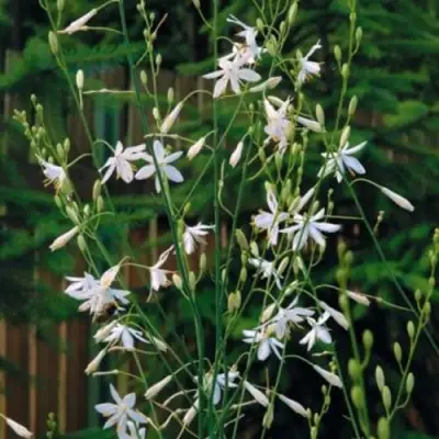 Венечник ветвистый в Полоцке