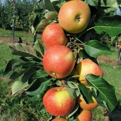 Яблоня ВОСТОРГ колонновидная в Полоцке