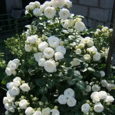 Роза АРТЕМИС шраб в Полоцке