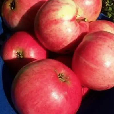 Яблоня СУЙСЛЕПСКОЕ (МАЛИНОВКА) в Полоцке