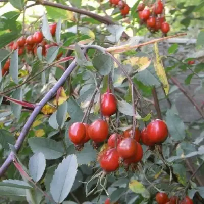 Роза сизая в Полоцке