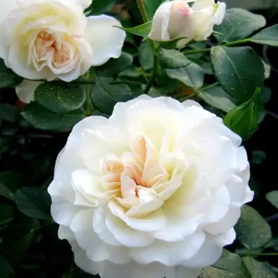 Роза ВАЙТ МЕЙДИЛАНД почвопокровная в Полоцке