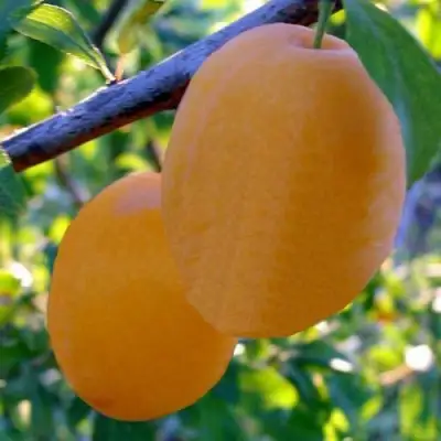 Слива НАТАША в Полоцке