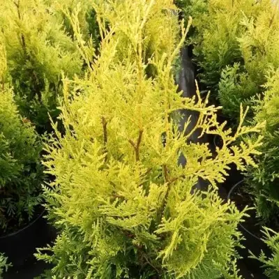 Туя ГОЛДЕН БРАБАНТ западная в Полоцке