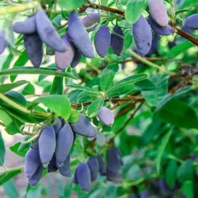Жимолость съедобная БЛЮ БАНАНА (ГОЛУБОЙ БАНАН) в Полоцке