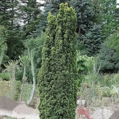 Тис ФАСТИГИАТА РОБУСТА  ягодный  в Полоцке