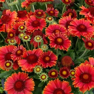 Гайлардия АРИЗОНА РЕД ШЕЙДС в Полоцке