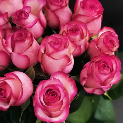 Роза КАРУСЕЛЬ чайно-гибридная в Полоцке