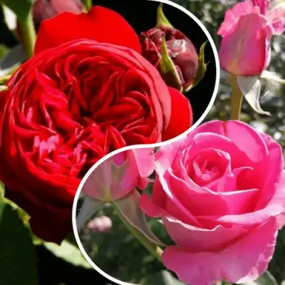 Комплект РОМАНТИЧЕСКИЙ БУКЕТ в Полоцке