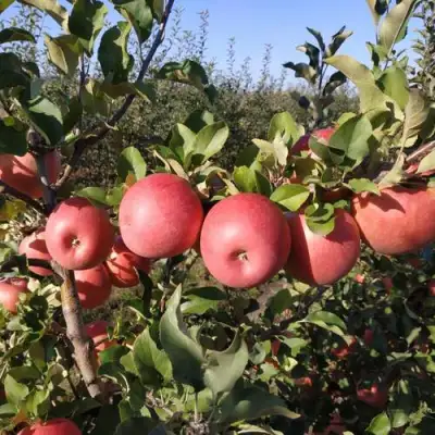 Яблоня ЧЕМПИОН РЕНО в Полоцке