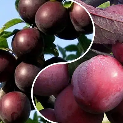 Комплект ИЗЮМИНКА САДА в Полоцке