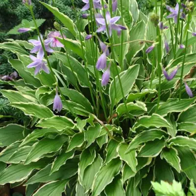 Хоста СТИЛЕТТО гибридная в Полоцке