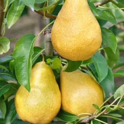 Груша ДЮШЕС ЛЕТНИЙ в Полоцке