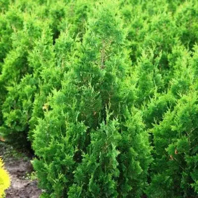 Туя СПИРАЛИС западная в Полоцке