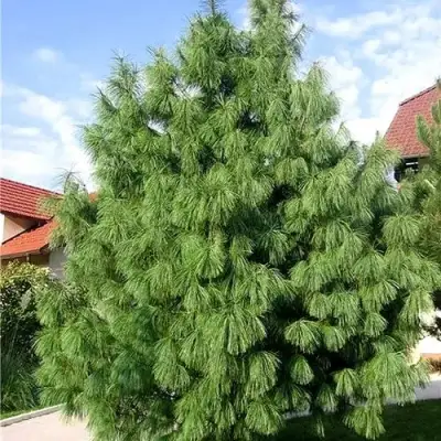 Сосна гриффита в Полоцке