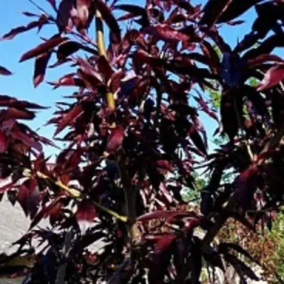 Персик БУРГУНДИ краснолистный в Полоцке