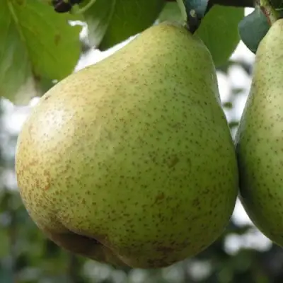 Груша ПЛАТОНОВСКАЯ в Полоцке