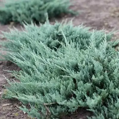 Можжевельник БЛЮ ЧИП горизонтальный  в Полоцке