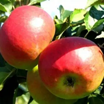 Яблоня СОКОЛОВСКОЕ стелющаяся в Полоцке