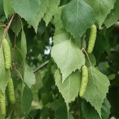 Береза бумажная в Полоцке