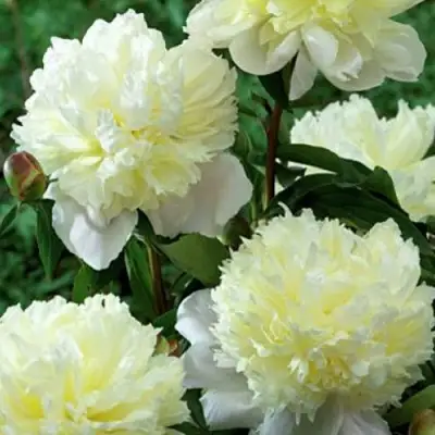 Пион ЛАУРА ДЕСЕРТ травянистый в Полоцке