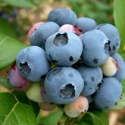 Голубика КОЛЛИНЗ в Полоцке