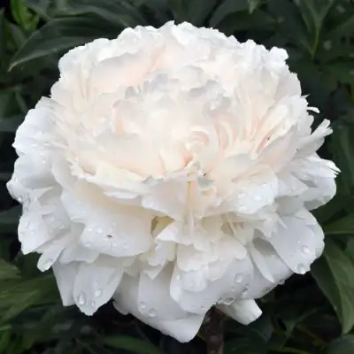 Пион БРАЗЕР ЧАК травянистый в Полоцке