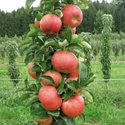 Яблоня ЯНТАРНОЕ ОЖЕРЕЛЬЕ колонновидная в Полоцке