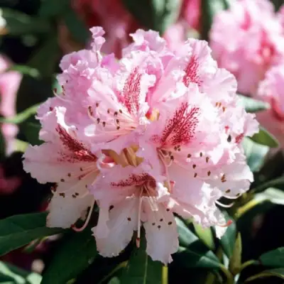 Рододендрон ЧИР в Полоцке