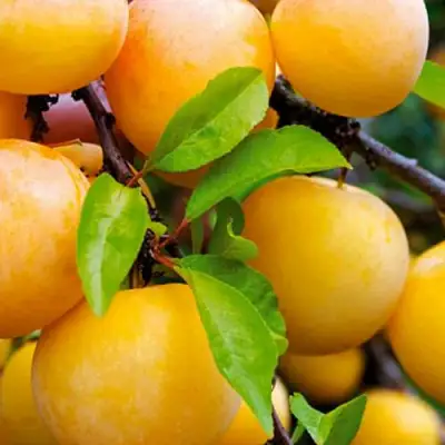 Слива МЕДОВАЯ ЖЁЛТАЯ в Полоцке