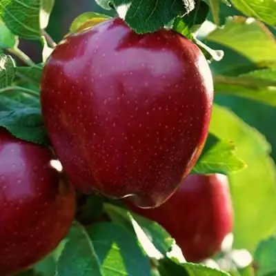 Яблоня РЕД ЧИФ в Полоцке