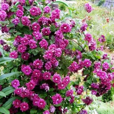 Клематис ПУРПУРЕА ПЛЕНА ЭЛЕГАНС в Полоцке