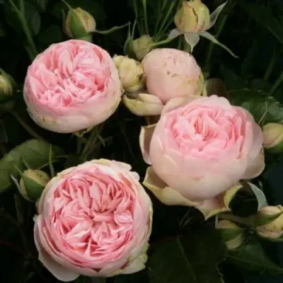 Роза ЧАРМИНГ ПИАНО спрей в Полоцке