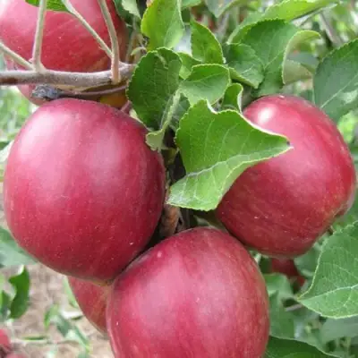 Яблоня МОСКОВСКОЕ ОЖЕРЕЛЬЕ колонновидная в Полоцке