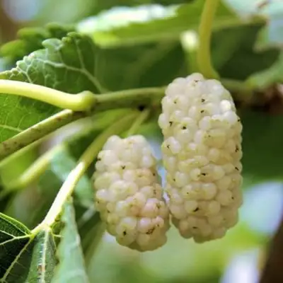 Шелковица БЕЛАЯ АЛЬБА в Полоцке